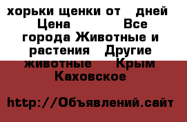 хорьки щенки от 35дней › Цена ­ 4 000 - Все города Животные и растения » Другие животные   . Крым,Каховское